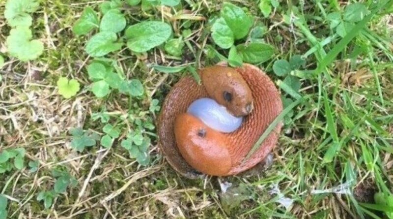 Internet Inquiry: Unraveling Nature’s Mysteries