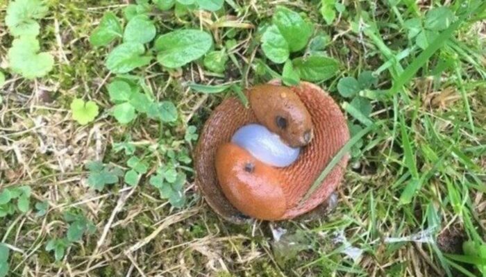 Internet Inquiry: Unraveling Nature’s Mysteries - Troublism