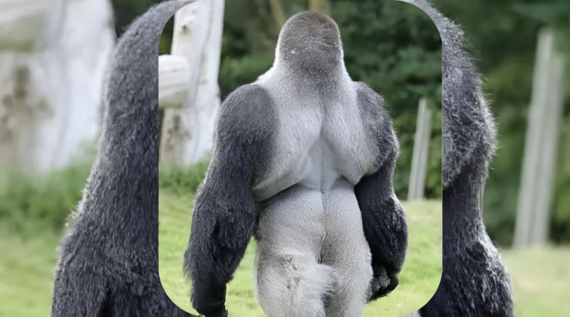 People Everywhere Are Loving This Gorilla.