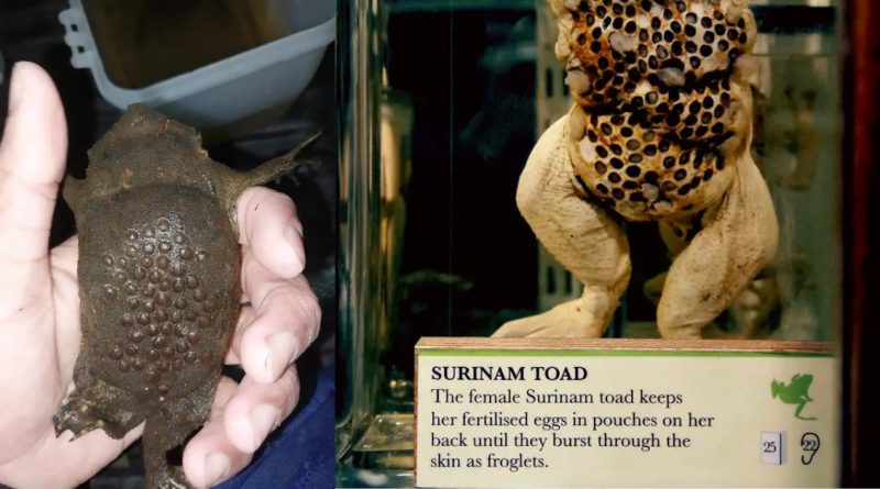 Surinam Toad: Nature’s Astonishing Back-Birther…