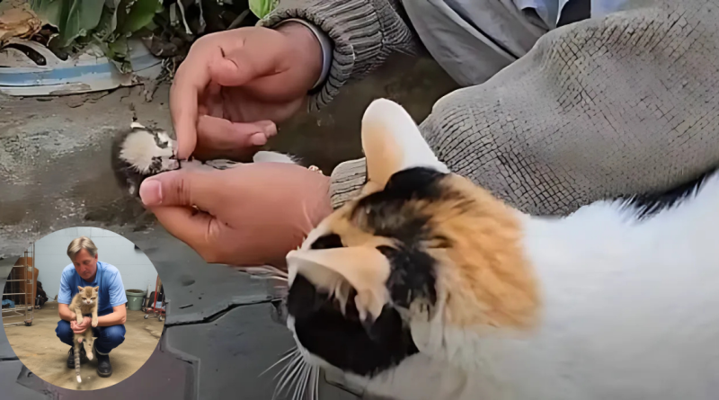 When the mother cat puts her dying kitten in the hands of a man, she gets a reaction she will never forget.