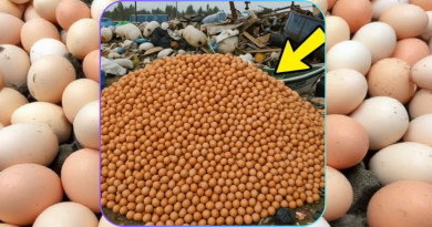 Twenty thousand chicken eggs were taken off store shelves and discarded at the city landfill, but three months later, something surprising occurred.