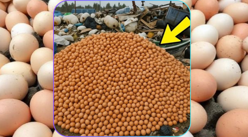 Twenty thousand chicken eggs were taken off store shelves and discarded at the city landfill, but three months later, something surprising occurred.